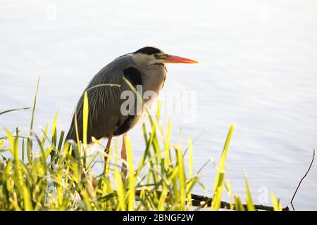 Peterborough, UK. 15th May 2020. Day Fifty Three of Lockdown, in Peterborough. A heron keeping still on a lovely start to the day, ahead of what could be a warm weekend, as the sun shines at Nene Park, Peterborough. There is now a slight relaxing of lockdown in England as the message from the government is now 'stay alert' instead of 'stay at home'. Now you are able to play golf, go fishing, and garden centres can open too, but social distancing measures should be maintained. Credit: Paul Marriott/Alamy Live News Stock Photo