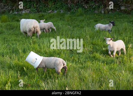 Goats Path, Bantry, Cork, Ireland. 14th May, 2020. A young lamb gets his head wedged in a bucket after feeding and has difficulty getting it off, until its owner Mary O' Brien arrived to the rescue on the Goat's Path, Bantry, Co. Cork, Ireland. - Credit; David Creedon / Alamy Live News Stock Photo