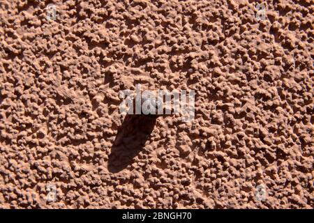 Pink And Orange Background With Snail On A Wall Stock Photo
