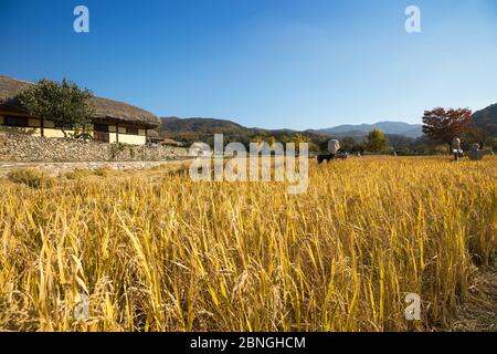 Beautiful autumn rice field and traditional thatched house. Traditional farm village in Asan Oeam folk village, South Korea Stock Photo