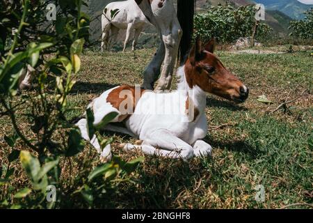 Closeup shot of the foal sitting on the ground Stock Photo