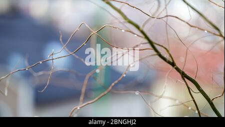 natural background of blurred thin branches with water drops Stock Photo