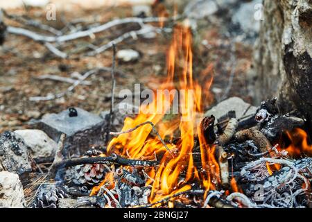 The bonfire is bred in a spruce forest of branches and cones. Stones are lined around Stock Photo