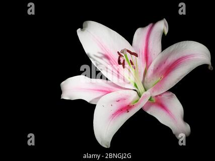 Studio close-up of a single white lily flower (lilium) with pink stripes in the center of the leaf isolated on black in the side light with faint drop Stock Photo