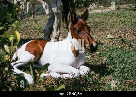 Closeup shot of the foal sitting on the ground Stock Photo