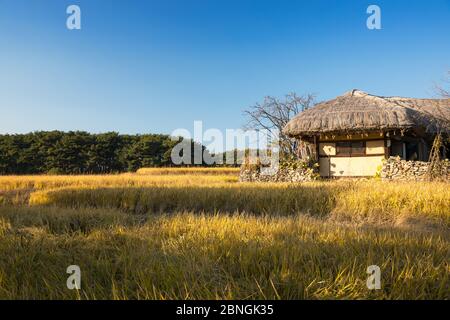 Beautiful autumn rice field and traditional thatched house. Traditional farm village in Asan Oeam folk village, South Korea. Stock Photo