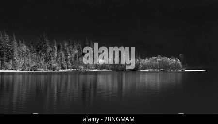 Grayscale shot of a lake surrounded by a forest at night Stock Photo