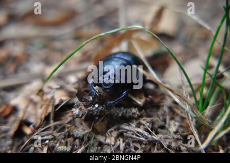 Mistkäfer (Geotrupidae) nahe dem Prebischtor in der Böhmischen Schweiz