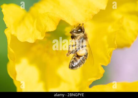 honey bee - apis - hanging from welsh poppy combing grains pollen from its body and into pollen sacs - uk Stock Photo