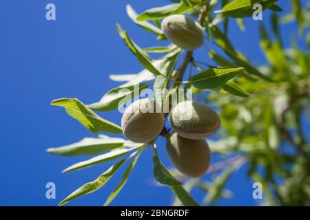 Photo Taken With Selective Focus of Young Almonds on Branch on Vivid Sky Background Stock Photo