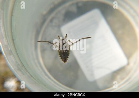 Gemeiner Rückenschwimmer (Notonecta glauca) in einem Wasserbecher. Stock Photo