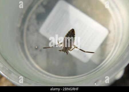 Gemeiner Rückenschwimmer (Notonecta glauca) in einem Wasserbecher. Stock Photo