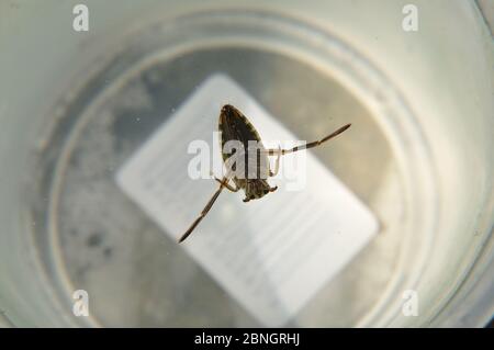 Gemeiner Rückenschwimmer (Notonecta glauca) in einem Wasserbecher. Stock Photo