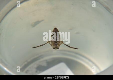 Gemeiner Rückenschwimmer (Notonecta glauca) in einem Wasserbecher. Stock Photo