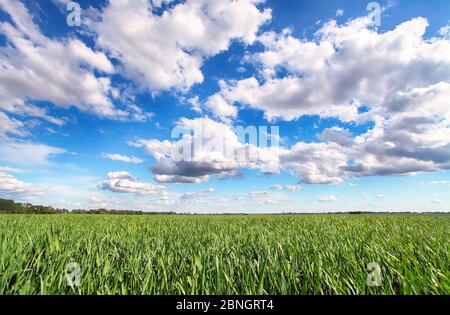 Green field with blue sky and clouds Stock Photo