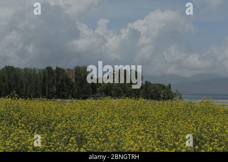 Beautiful shot of the Lake Sevan beach with yellow flowers Stock Photo