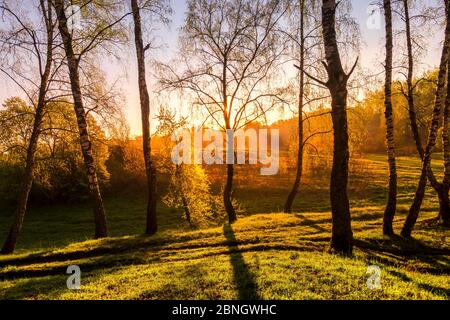 Sunrise or sunset in a spring birch forest with rays of sun shining through tree trunks by shadows, path and young green grass. Misty morning landscap Stock Photo
