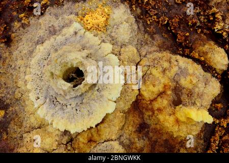 Sulfur fumaroles with potassium salts mineral deposits, Dallol hydrothermal area of Lake Assale. Danakil Depression, Afar Region, Ethiopia, Africa. No Stock Photo