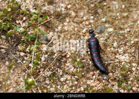 Red-striped oil beetle (Berberomeloe majalis)  Extramadure, Spain, May. Stock Photo