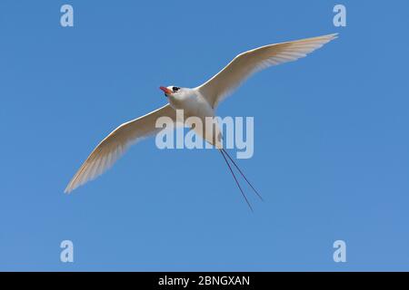 Red-tailed Tropic bird (Phaethon rubricauda) in flight overhead, Nosy Ve, Madagascar Stock Photo