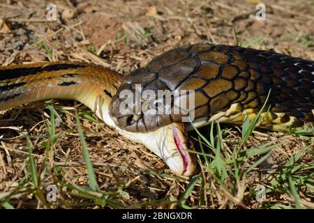 King cobra (Ophiophagus hannah) eating another snake, Thailand. Stock Photo