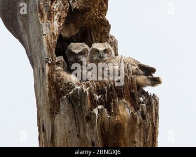 Great horned owl (Bubo virginianus) chicks in nest in a dead tree. Colorado, USA, April. Stock Photo