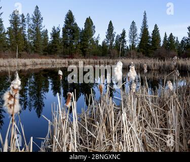 Common bulrush or Cattail (Typha latifolia) seed heads along the shore of Blackhorse Lake, Turnbull National Wildlife Refuge, Washington, March. Stock Photo