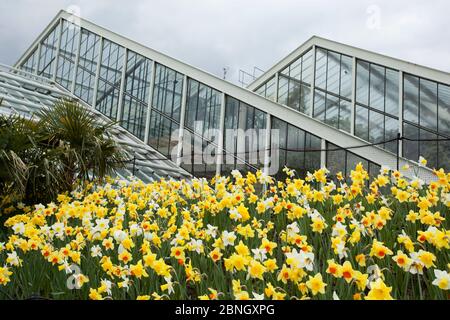 Daffodils (Narcissus sp) outside Princess of Wales Conservatory, Kew Gardens, London, UK. 23 April 2016 Stock Photo