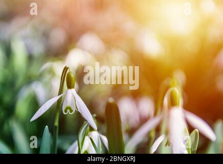 Detail of snowdrop flower with strong sun lght. Spring background Stock Photo