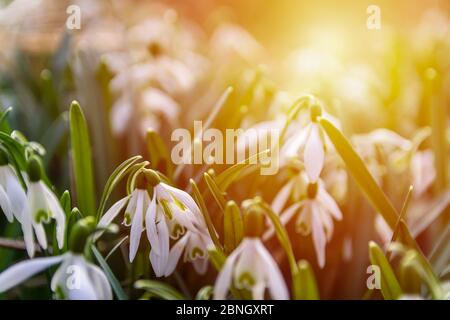 Group of snowdrop flower with strong sun lght. Spring flower background Stock Photo