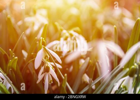 Group of snowdrop flower with strong sun lght. Spring background Stock Photo