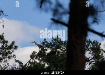 Two grey heron Ardea cinerea sit on branch in tree with blue sky Stock Photo