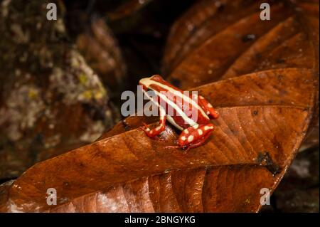 Anthony's poison arrow frog (Epipedobates anthonyi) captive, occurs in Ecuador and Peru. Stock Photo