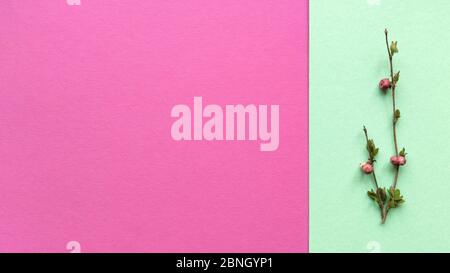 Minimalistic branches with leaves and berries on green and pink color background from pastel texture paper. Simple flat lay with copy space. Floral Stock Photo