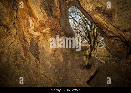 Wild service tree (Sorbus torminalis) taken inside a hollowed out Beech Tree (Fagus sylvatica) Hampstead Heath, London, England, UK. March. Stock Photo