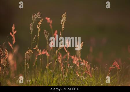 Common sorrel (Rumex acetosa) flowers, Hampstead Heath, London, England, UK. May. Stock Photo