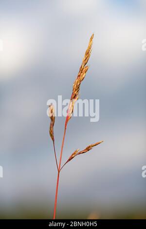 Red fescue grass (Festuca rubra) Hampstead Heath, London, England, UK, June. Stock Photo