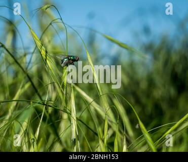 Common green bottle fly (Lucilia sericata) standing on a blade of fresh grass with blurred sky in the background Stock Photo