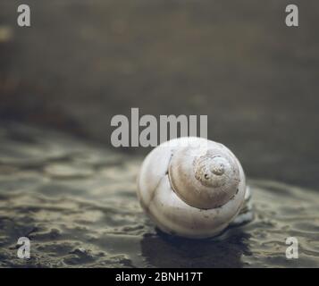 Single isolated snail shell on the shore of a lake. Spiral shell in the water. Stock Photo