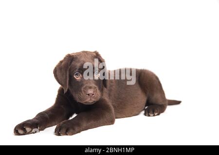 Adorable baby crouching down isolated on a white background Stock Photo ...