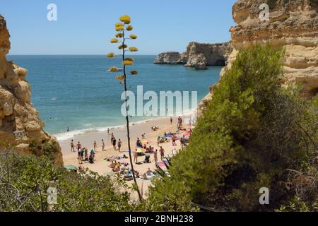 Century plant (Agave americana) flowering above Praia da Marinha beach, near Carvoeiro, Algarve, Portugal, July 2013. Stock Photo