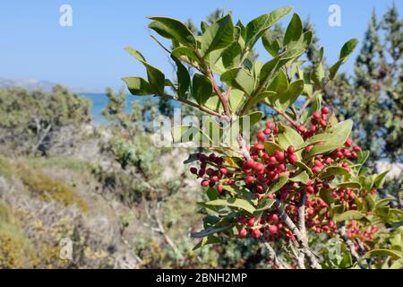 Mastic tree / Lentisc (Pistacia lentiscus), the source of gum mastic resin, with fruits ripening on a branch in coastal maquis scrubland, Kos, Greece, Stock Photo