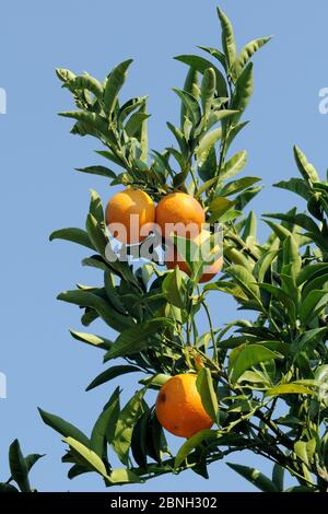 Oranges (Citrus sinensis) fruits ripening, Argolis, Peloponnese, Greece, August 2013. Stock Photo