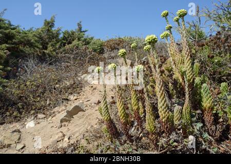 Pale stonecrop (Sedum sediforme) flowering on coastal dunes, Algarve, Portugal, August 2013. Stock Photo