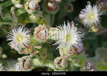 Common / Crystalline Ice plant (Mesembryanthemum crystallinum) flowers close up, Tenerife, May. Stock Photo