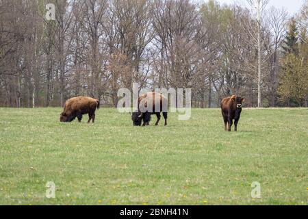 Small herd of american buffalo bison on grass pasture Stock Photo