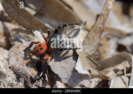 Male Ladybird spider (Eresus cinnaberinus / niger) searching for females, Lesbos / Lesvos, Greece, May. Stock Photo