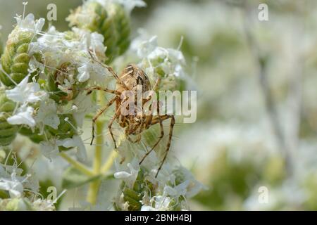 Lynx spider (Oxyopes heteropthalmus) hunting for insect prey on Cretan oregano flowers (Origanum onites), Lesbos / Lesvos, Greece, May. Stock Photo