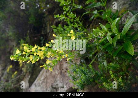 Mountain queen / Reina del Monte (Ixanthus viscosus), a Canaries endemic, flowering on a rock face in montane laurel forest, Anaga Rural Park,Tenerife Stock Photo