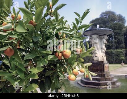 Orange tree in the grounds at the Orangery, Mount Edgcumbe Park Cornwall Summer 2016 Stock Photo